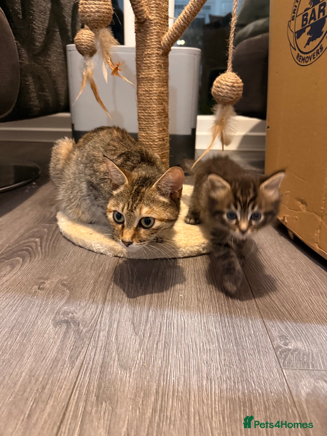 Mixed Breed cats for sale: 2 Gorgeous tabby boys left! - Advert 11