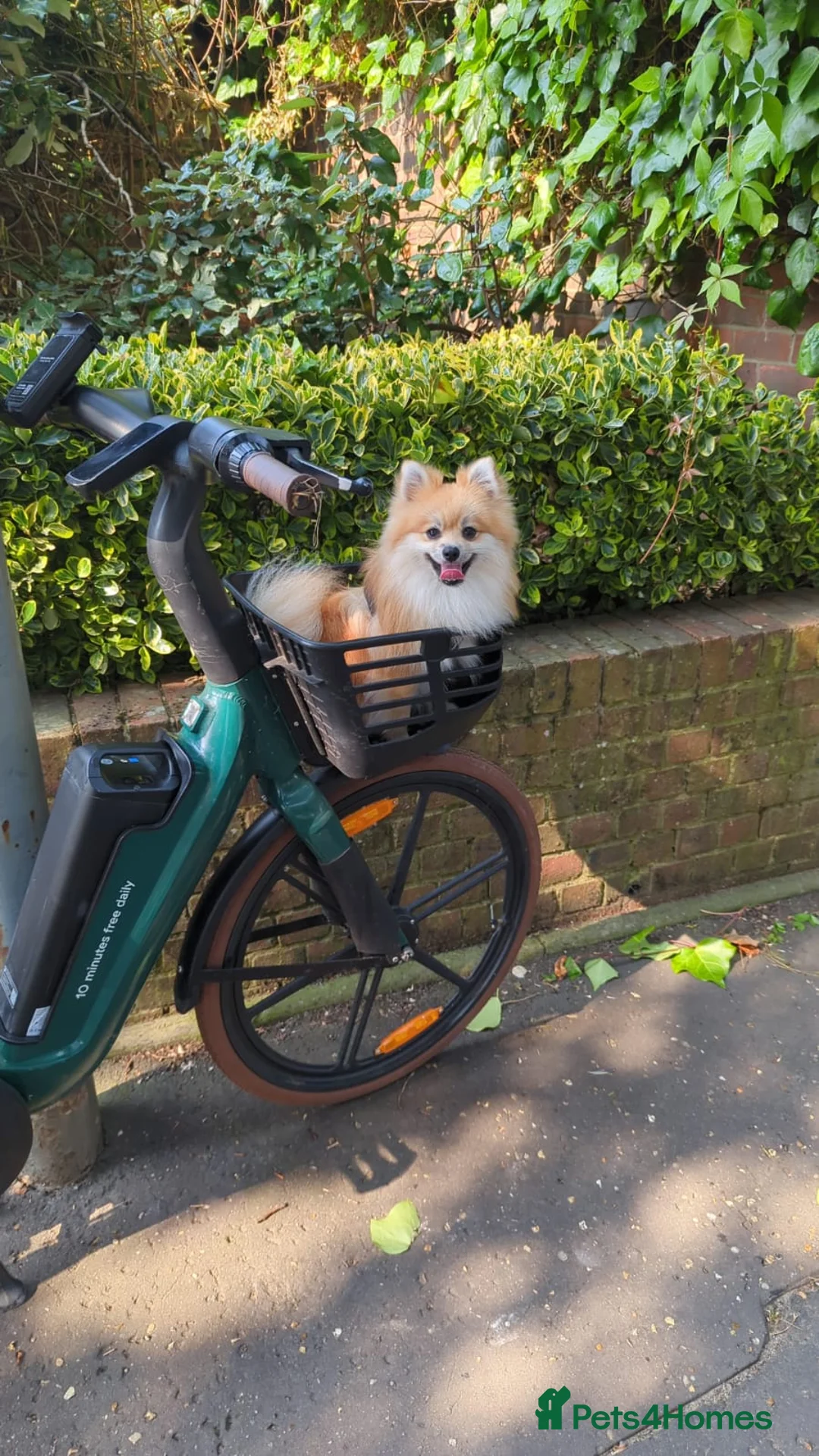 Pomeranian dogs for sale: Simba  - Advert 6