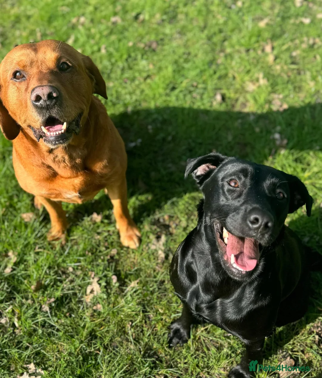 Labrador Retriever dogs for sale: Stunning KC Lab Pups- Sired By Woodruff Numero Uno - Advert 2