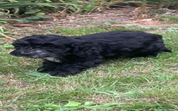 Cockapoo dogs for sale: Beautiful Black Girl Unexpectedly Available. - Image 2
