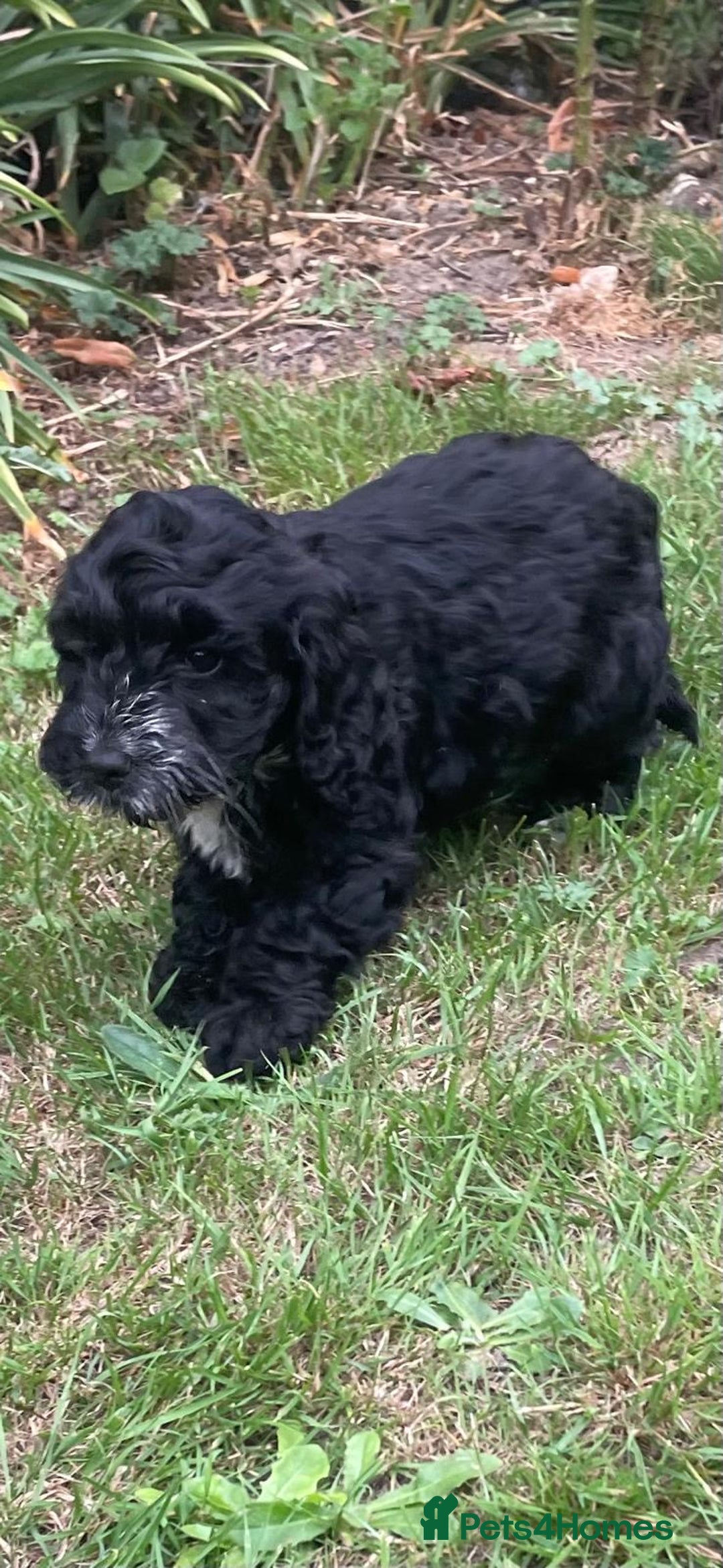 Cockapoo dogs for sale: Beautiful Black Girl Unexpectedly Available. - Image 2