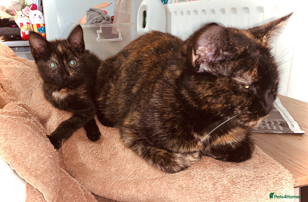 British Shorthair cats for sale: Adorable Multi colour Torty FOR SALE - Image 10