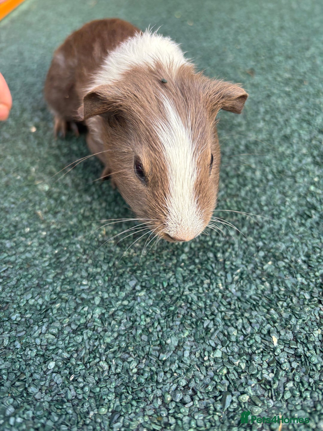 Guinea Pig rodents for sale: Pair of Male babies - Advert 2