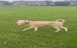 Dobermann dogs for sale: Pink male Doberman  - Image 3