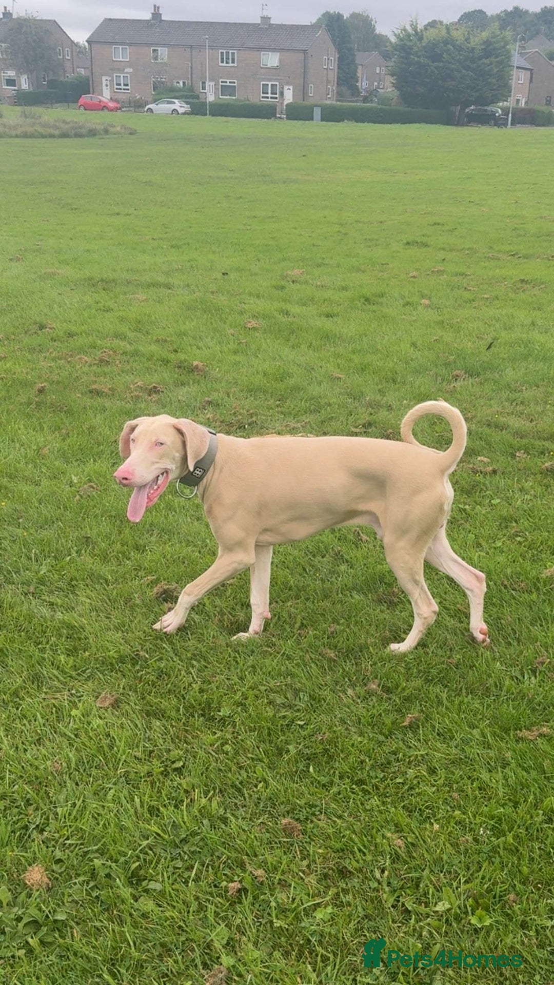 Dobermann dogs for sale: Pink male Doberman  - Image 3