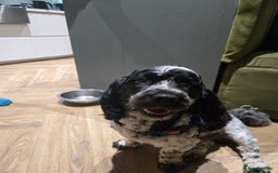 Sproodle dogs for sale: Sproodle 18 months - Image 2