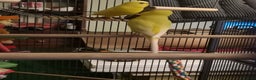 Budgerigars birds for sale: 2 bonded lutino budgies - Advert 3