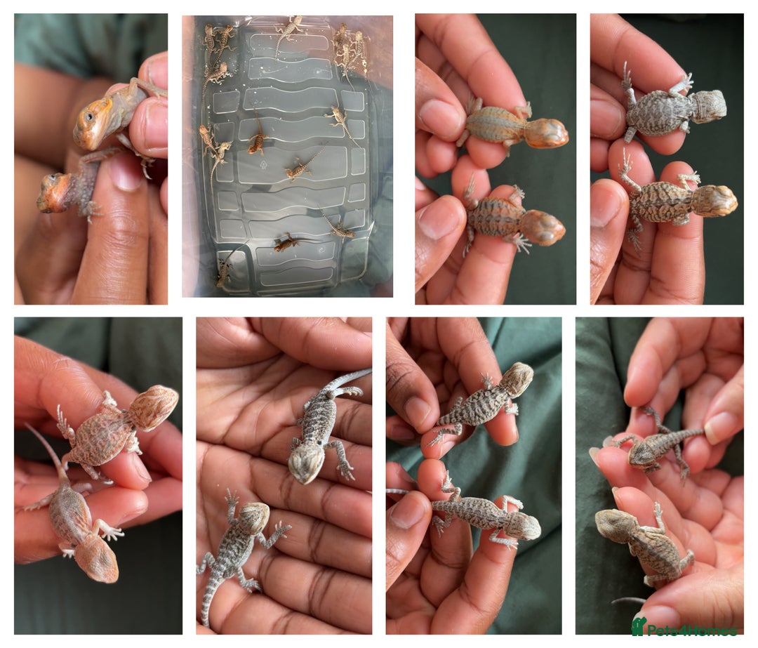 Bearded Dragon reptiles for sale: Bearded dragon babies, hypo, translucent, silkies  - Image 1