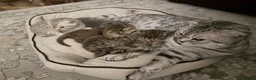 Scottish Fold cats for sale: Stunning British Shorthair/Scottish Fold Kittens🐾 in London - Advert 10