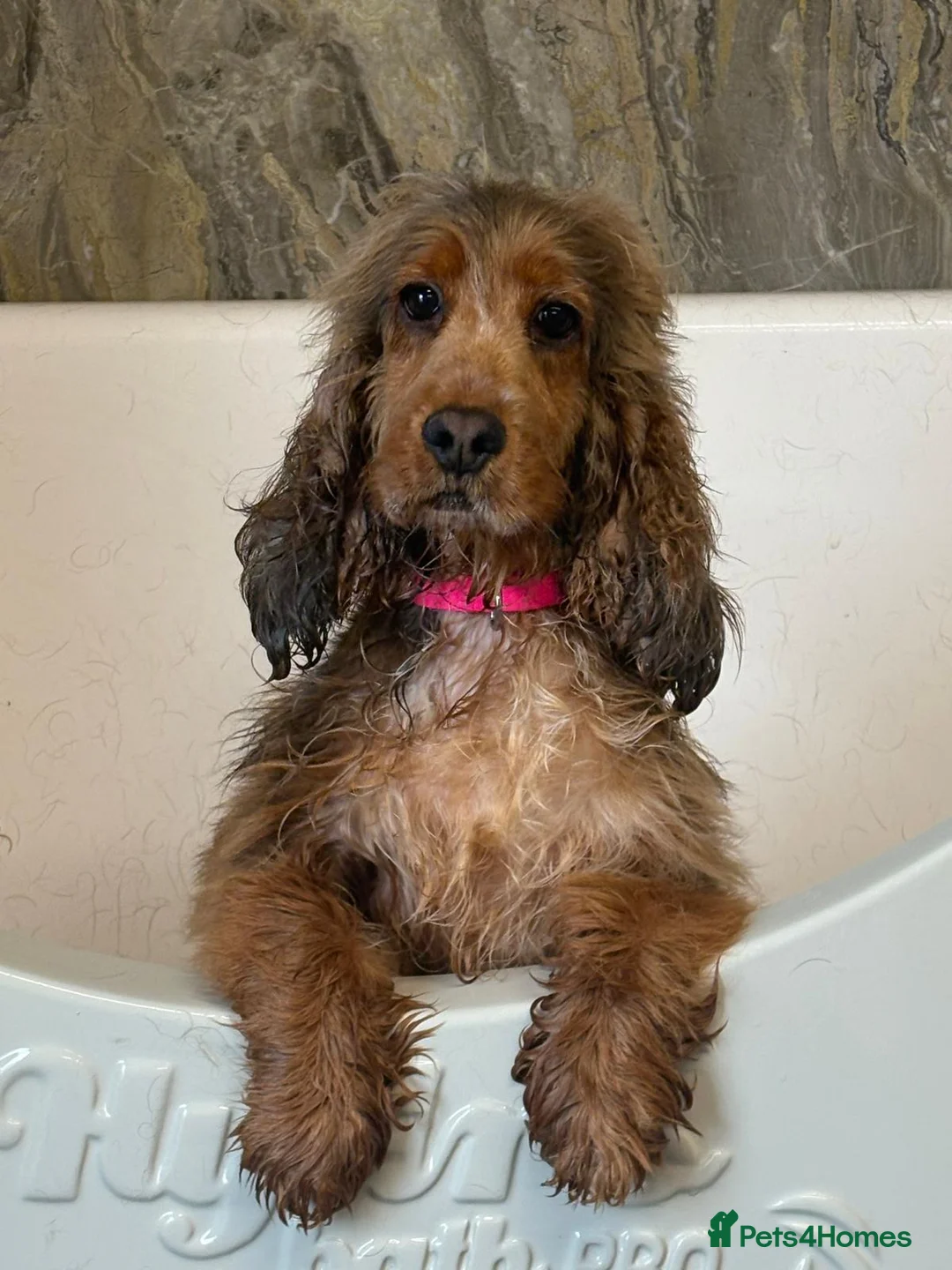 Cocker Spaniel dogs for sale: Retired sable cocker spaniel  - Advert 5