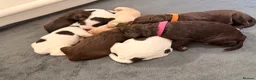 Mixed Breed dogs for sale:  🐾 Beautiful F1 Sproodle Puppies 🐾 - Advert 3