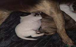 Mixed Breed dogs for sale: Pups ready around the 19th December  - Image 3