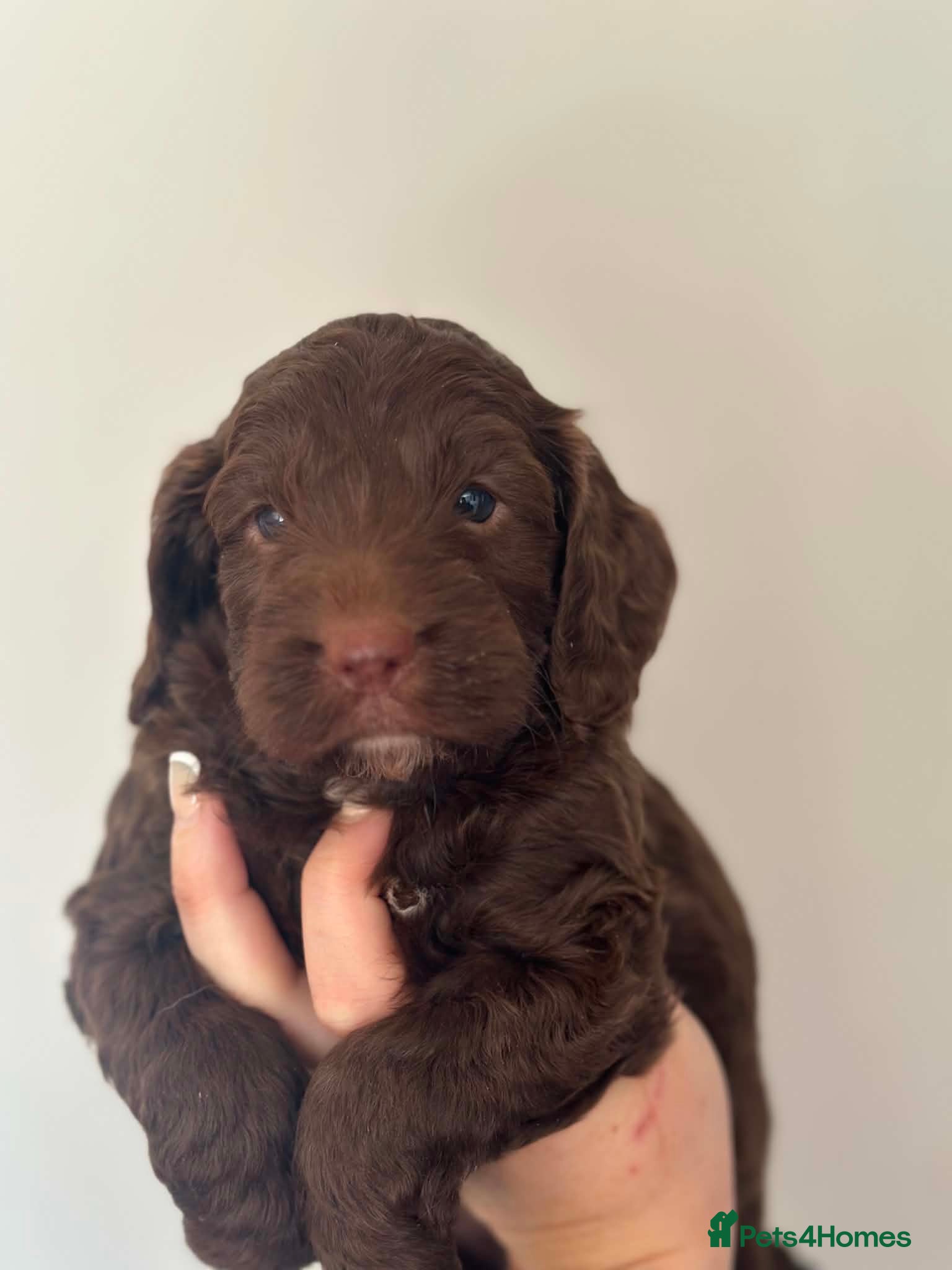 Cockapoo dogs F1 Cockerpoo Puppies - Advert 1