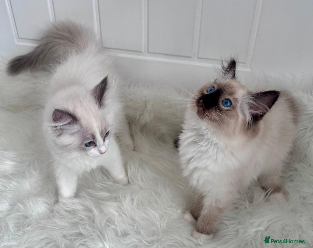 Ragdoll cats for sale: PEDIGREE RAGDOLL KITTENS (GCCF)– last 1 left! in Buntingford - Image 8