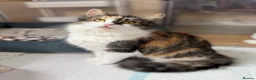 Mixed Breed cats for sale: Stunning kittens from a Maine Coon cross mum - Advert 3