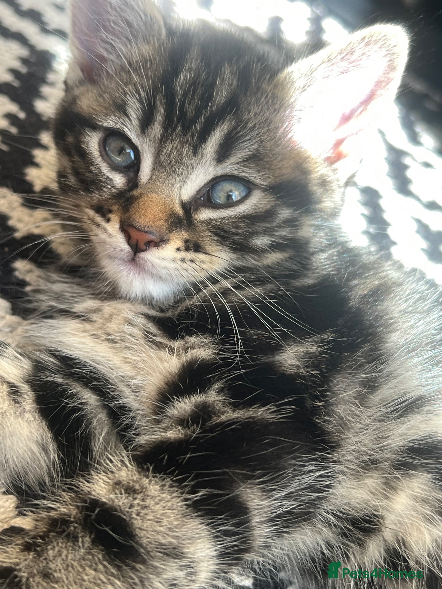 Mixed Breed cats 4 Beautiful Kittens Looking for Loving Homes 🐾 - Advert 1