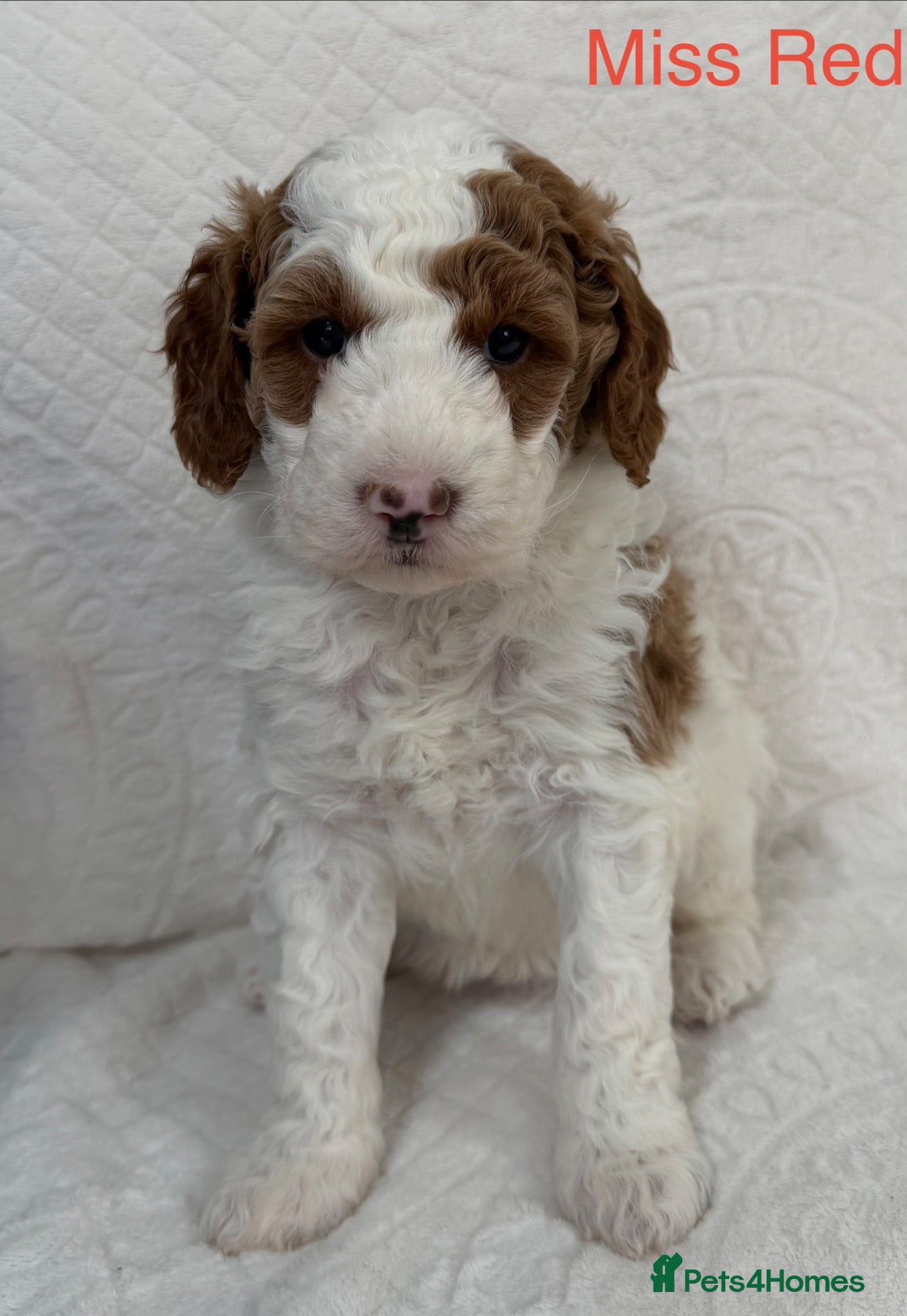 Australian Labradoodle dogs Fabulous Australian Labradoodle Puppies - Advert 2