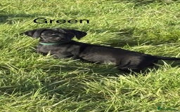 Mixed Breed dogs for sale: Rottweiler/vizsla - Image 22