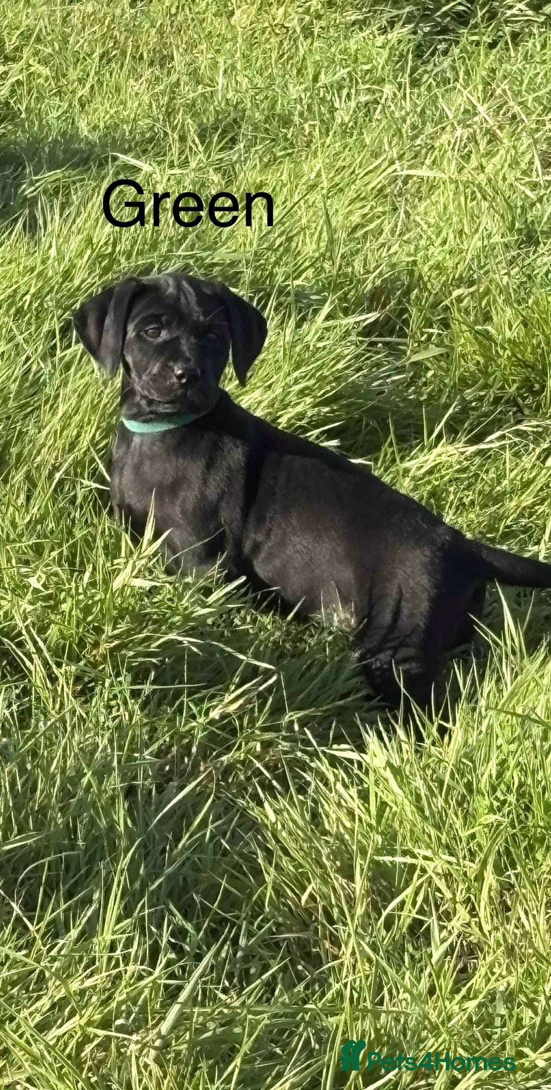 Mixed Breed dogs for sale: Rottweiler/vizsla - Image 22