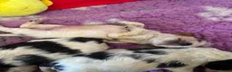 Cocker Spaniel dogs for sale: Champion Bloodlines Show Type Cocker Spaniels - Advert 15