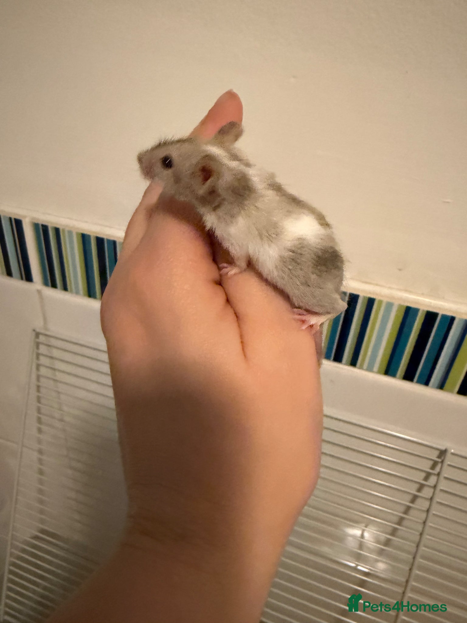 Mouse rodents Baby fancy pet mice boys-beautiful colours inc tri - Advert 2