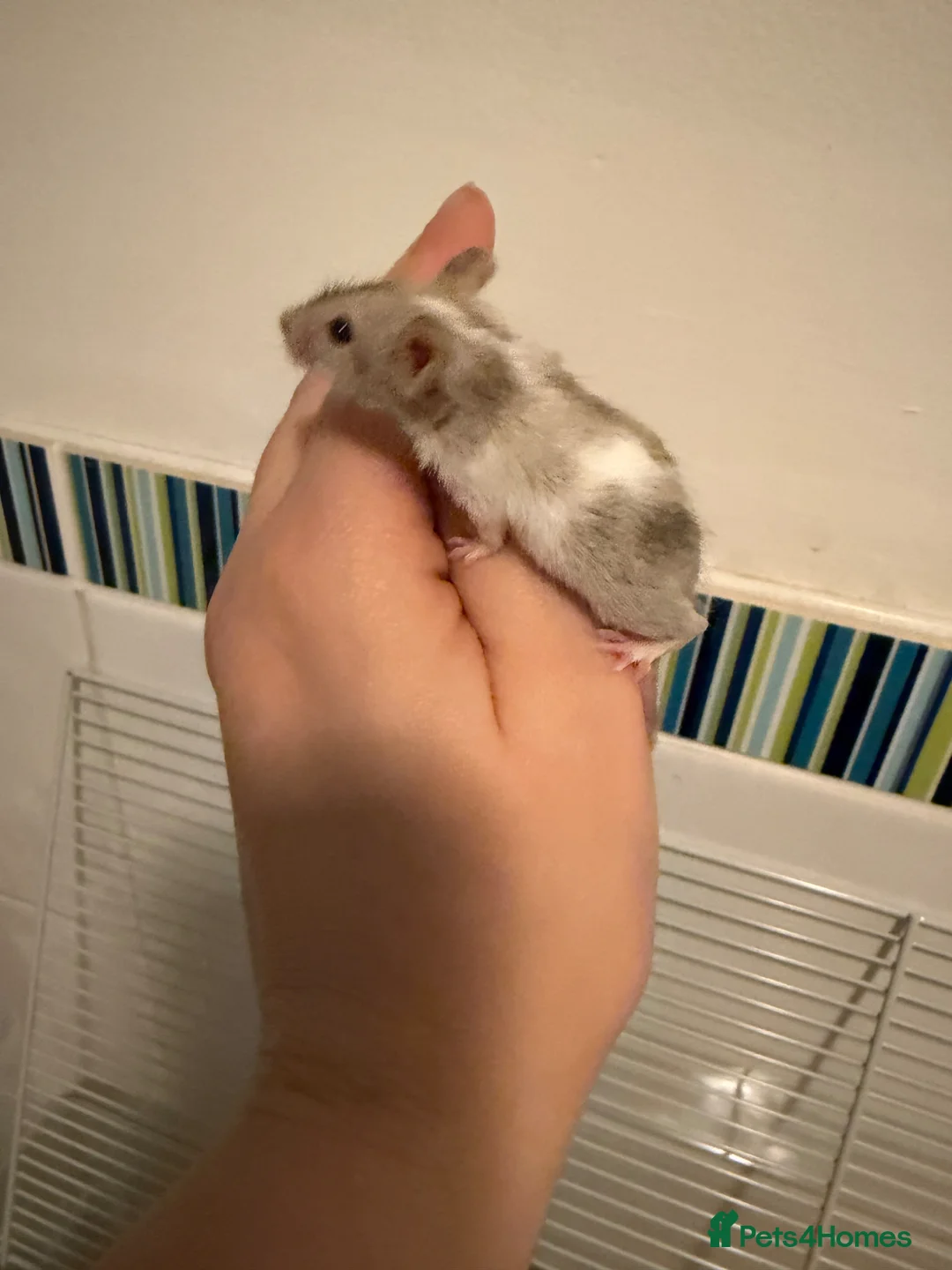 Mouse rodents for sale: Baby fancy pet mice boys-beautiful colours inc tri - Advert 1