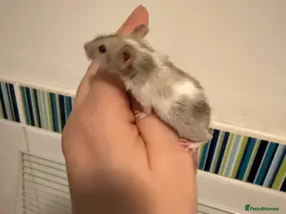 Mouse rodents Baby fancy pet mice boys-beautiful colours inc tri - Advert 2