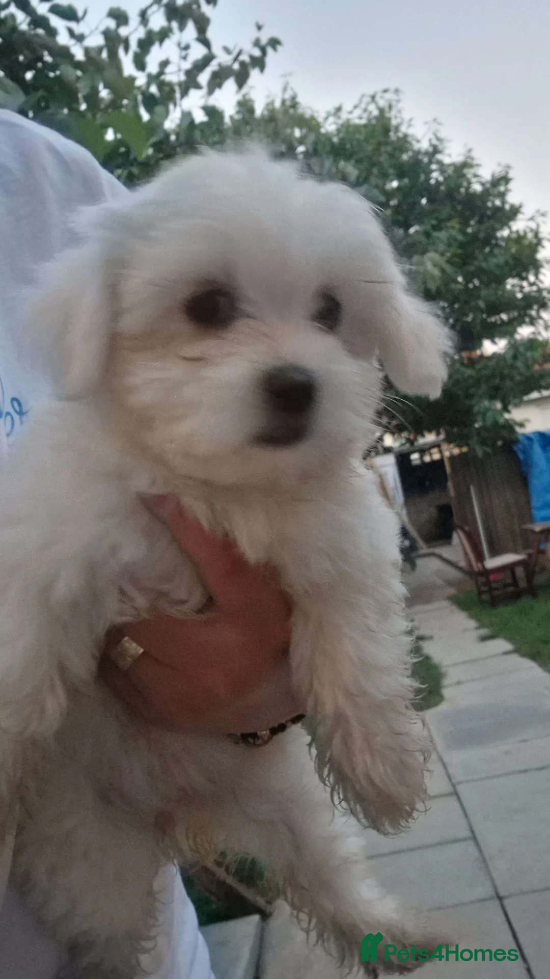 Havanese dogs for sale: Bichon havanese puppies - Advert 1