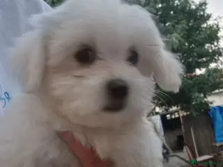 Havanese dogs Puppy bichon havanese - Advert 2