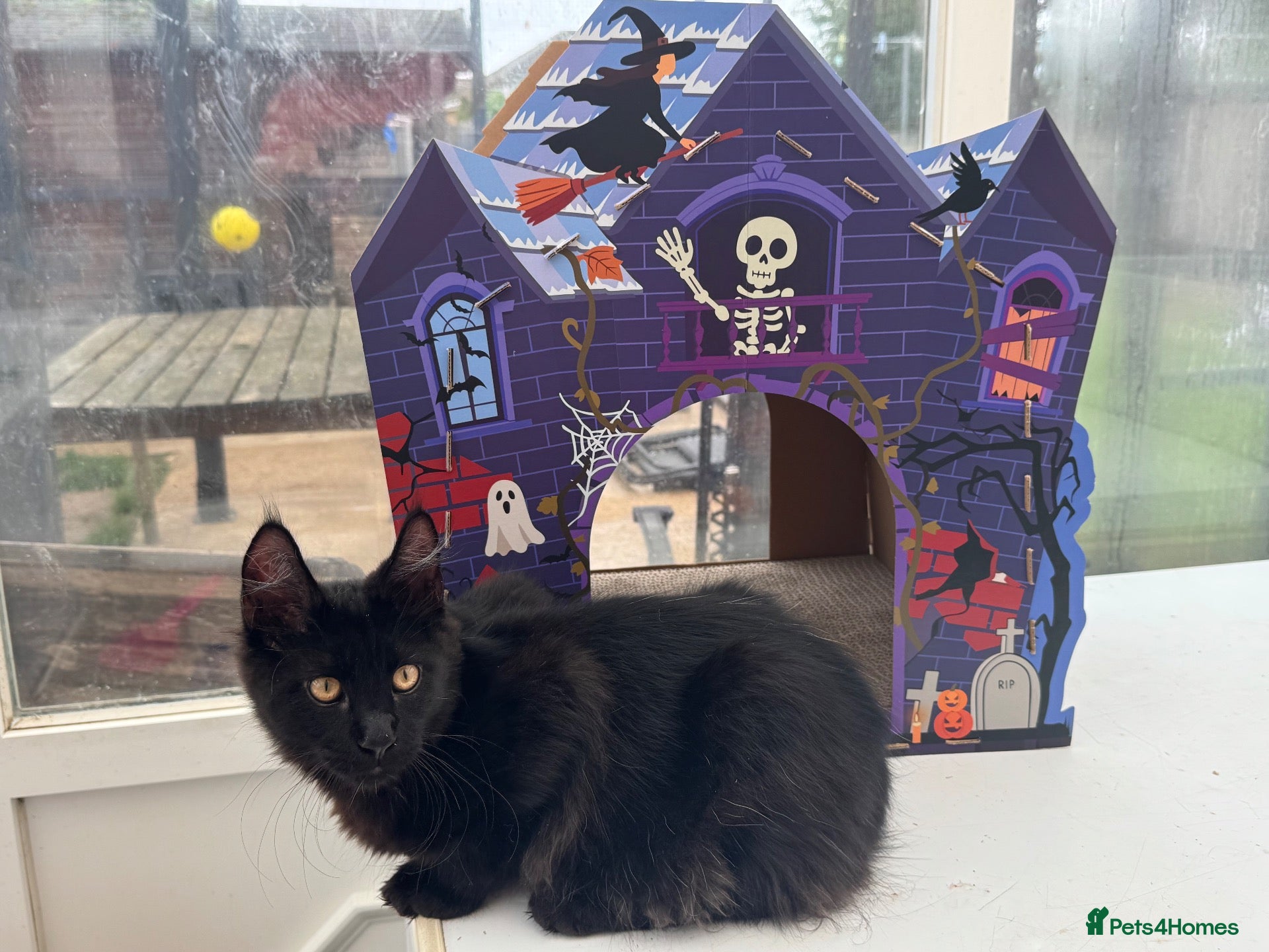 Maine Coon cats Reduced! TICA Maine Coon Kittens active possible  - Advert 1