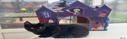 Maine Coon cats for sale: Reduced! TICA Maine Coon Kittens active possible  - Advert 1