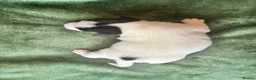 Jack Russell dogs for sale: Beautiful Jack Russell Pups 🩵🩷 - Advert 19