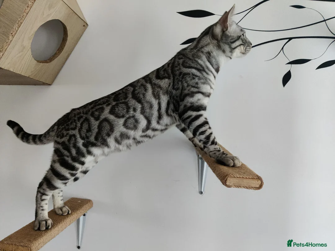 Bengal cats for sale: Gorgeous Tica Active Silver Bengal - Advert 1