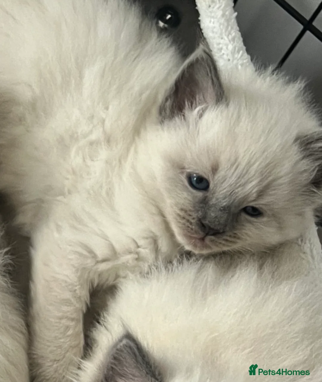 Ragdoll cats for sale: Blue point Ragdoll kittens  - Advert 7
