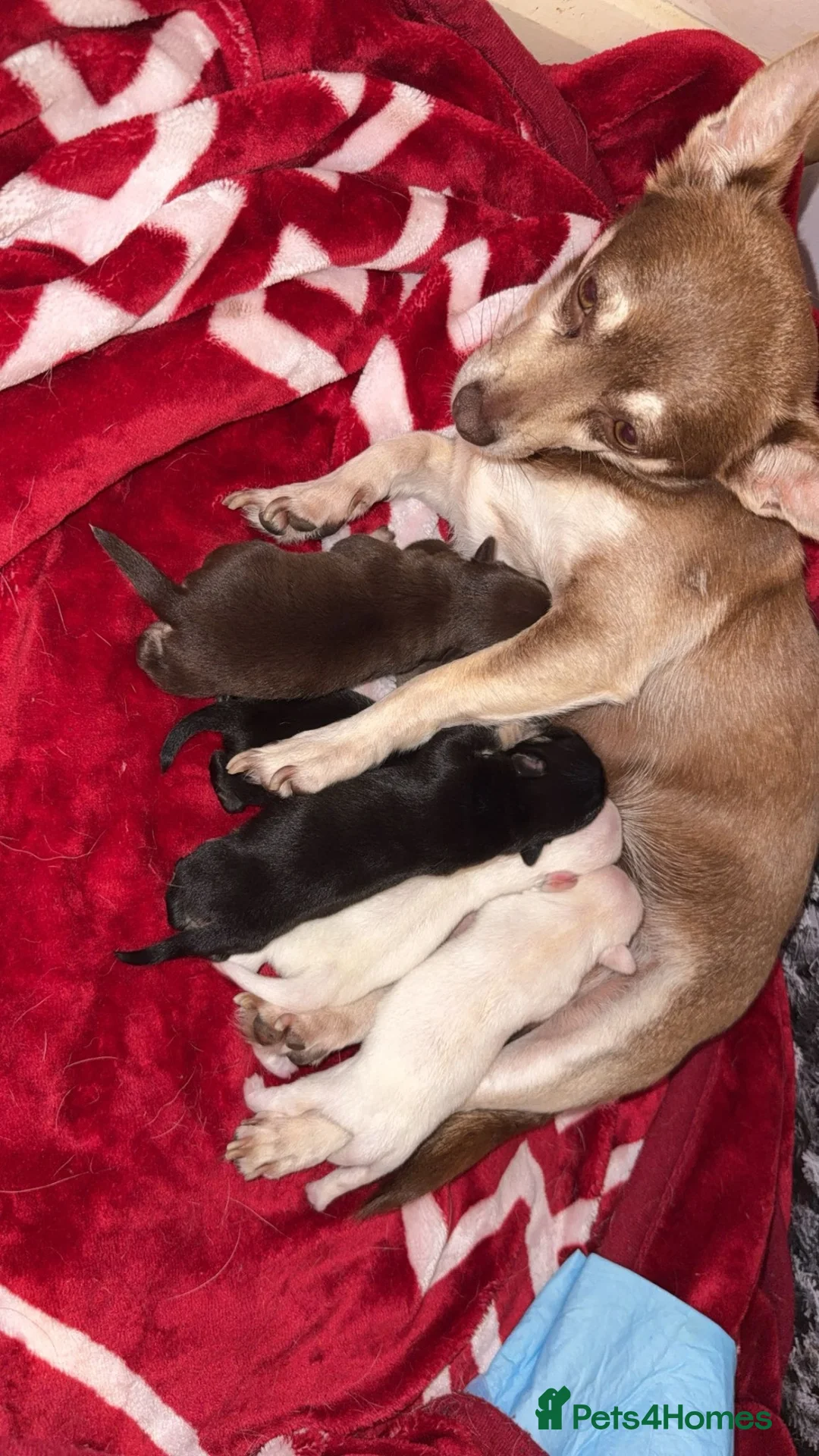 Chihuahua dogs for sale: 🐾 Beautiful Chihuahua Puppies for Sale 🐾 in Derby - Advert 1