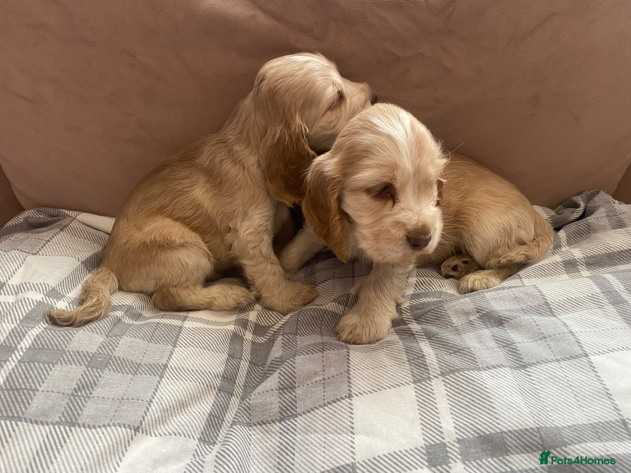 Cocker Spaniel dogs KC Registered. Show Type Cocker Spaniel Puppies. - Advert 2