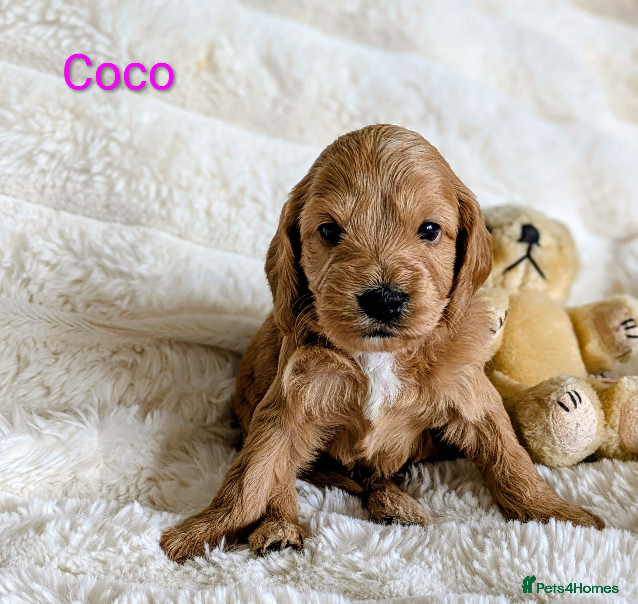 Cockapoo dogs F1B fully DNA checked Cockerpoo puppies .  - Advert 3