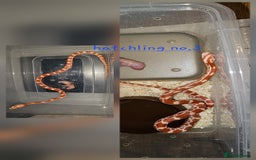 Corn Snake reptiles for sale: Beautiful corn snakes  - Image 25