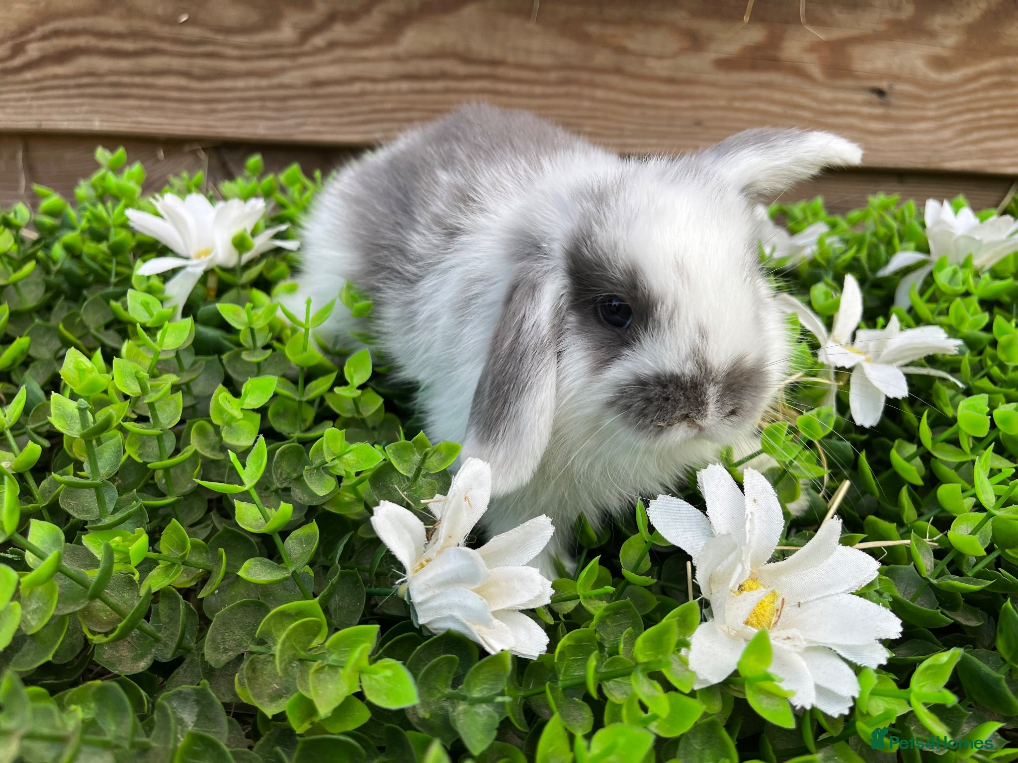 Mini Lop rabbits Gorgeous pure Mini lops  - Advert 1