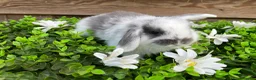 Mini Lop rabbits for sale: Gorgeous pure Mini lops  - Advert 1