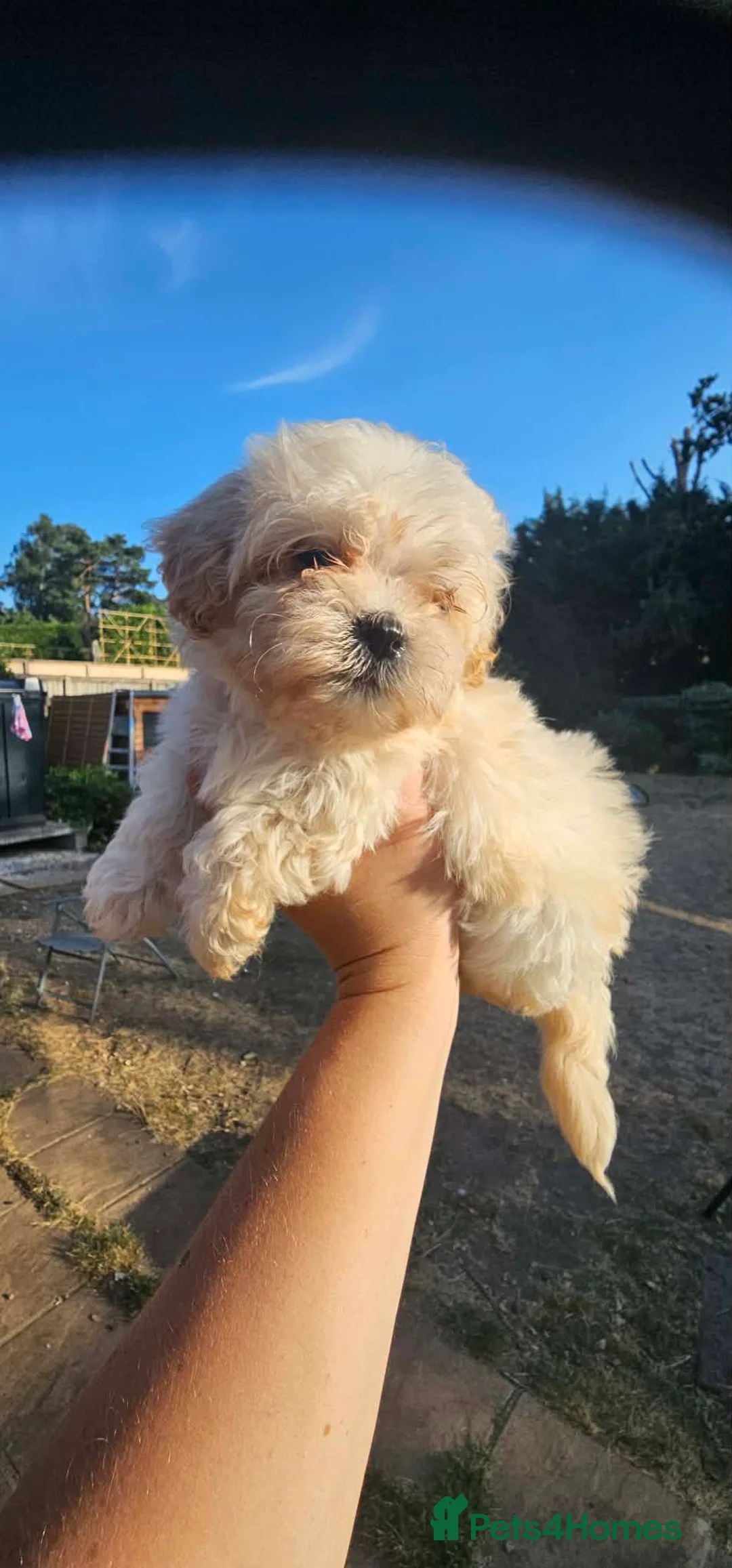 Maltipoo dogs for sale: Maltipoo puppies health tested parents  - Advert 1