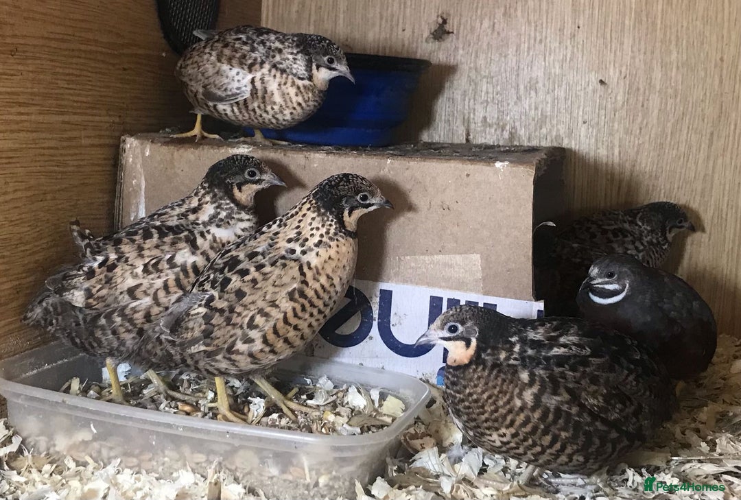 Quail poultry for sale: QUAILS EGGS/CHINESE PAINTED BUTTONS ! - Image 12
