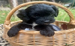 Cavapoo dogs for sale: Stunning Cavapoo babies  - Image 21