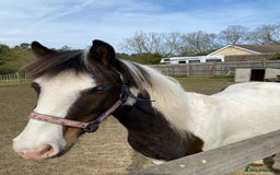 Welsh Section B horses for sale: Pony for Sale  - Image 2