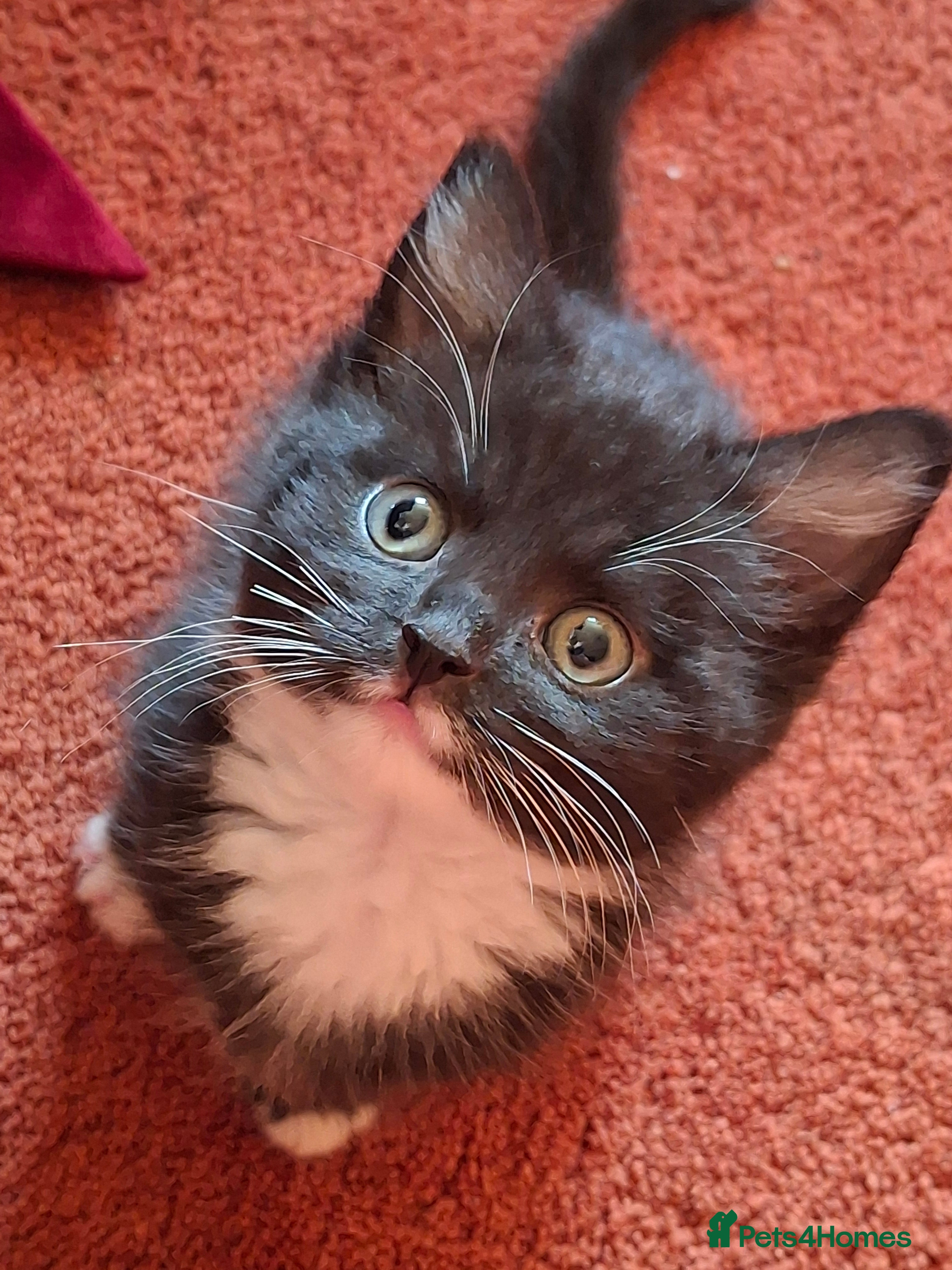 Mixed Breed cats Beautiful kittens for sale.  - Advert 3