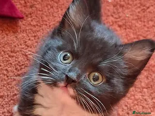 Mixed Breed cats Beautiful kittens for sale. - Advert 7