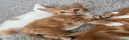 Mixed Breed cats for sale: Gorgeous ginger kittens  - Advert 8