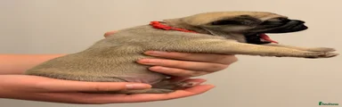 Pug 4