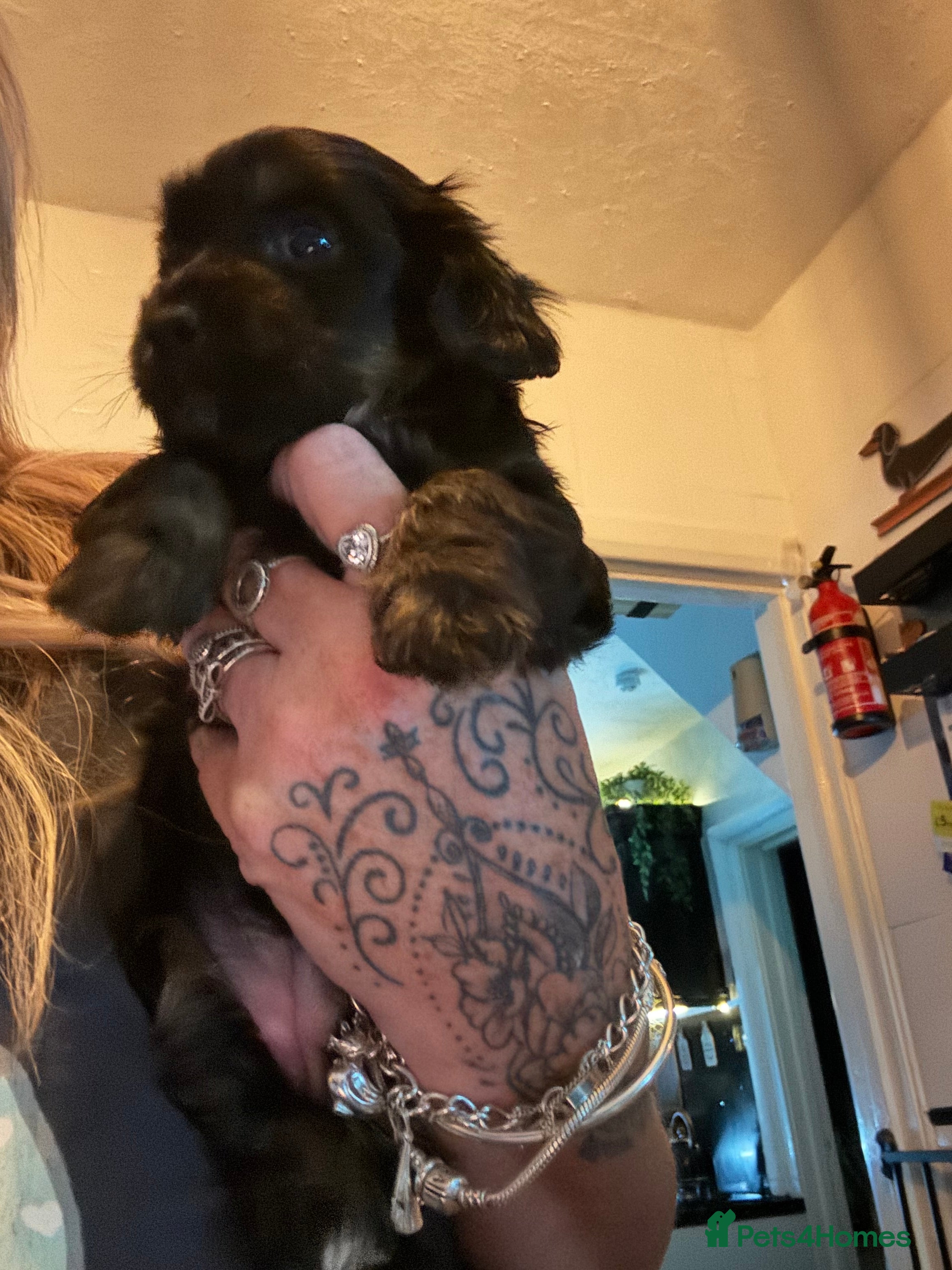 Mixed Breed dogs Miniature dachshund x Chinese crested  - Advert 12