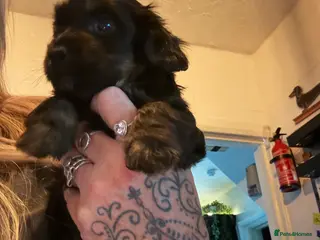 Mixed Breed dogs Miniature dachshund x Chinese crested - Advert 12